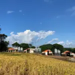 IMÓVEL RURAL COM 24 HECTARES E 04 AVIÁRIOS  EM SANTO ANTÔNIO DO PALMA/RS